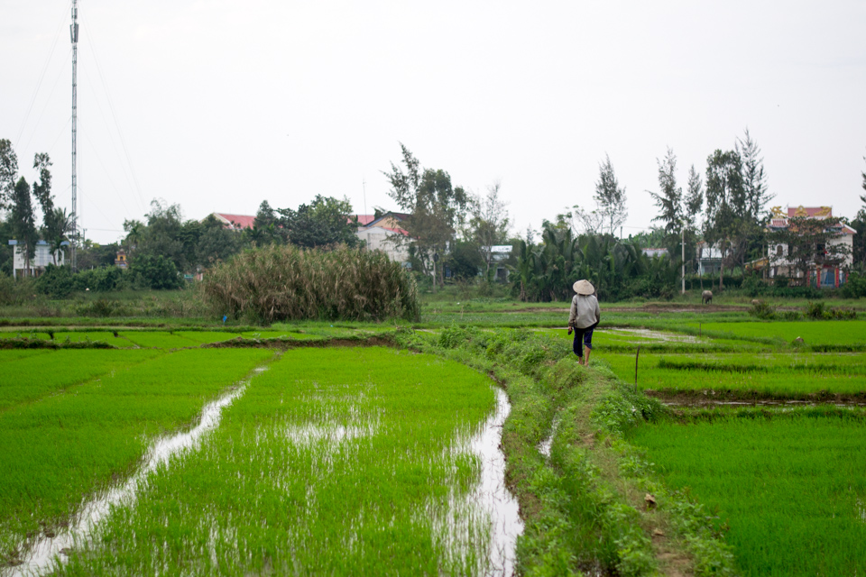 Woman in cone hat walking along rice paddies