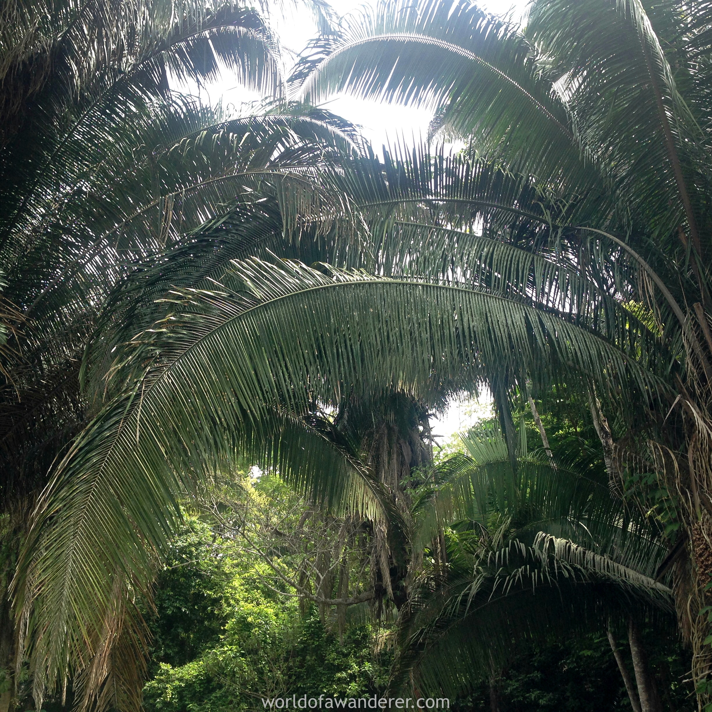 Jungle Trek Belize worldofawanderer.com