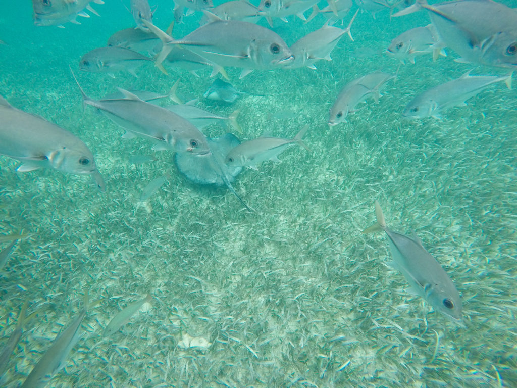 Shark Ray Alley worldofawanderer.com