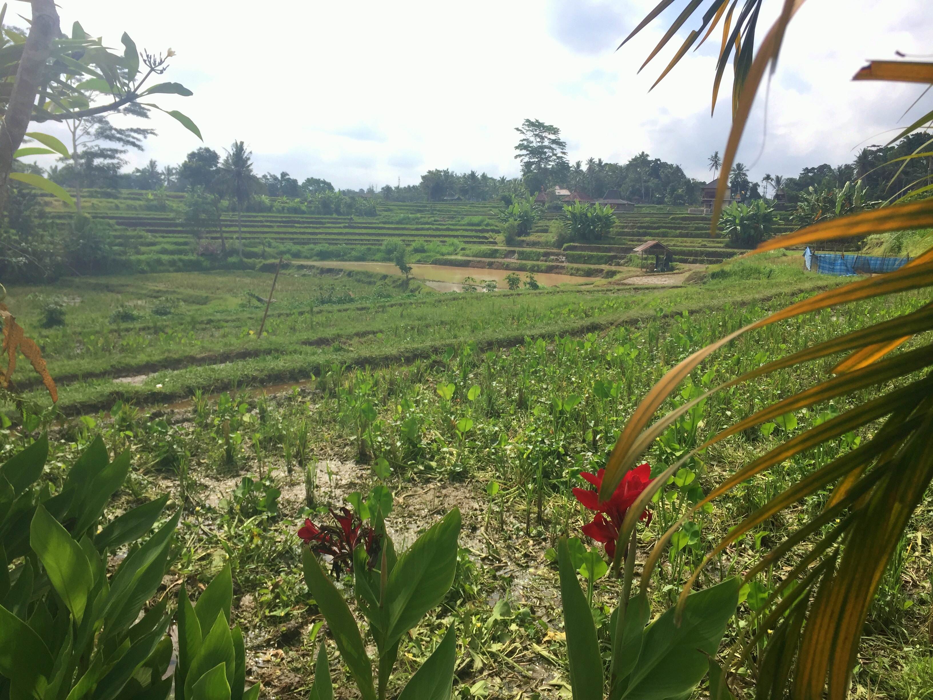 Bali Rice Terraces www.worldofawanderer.com