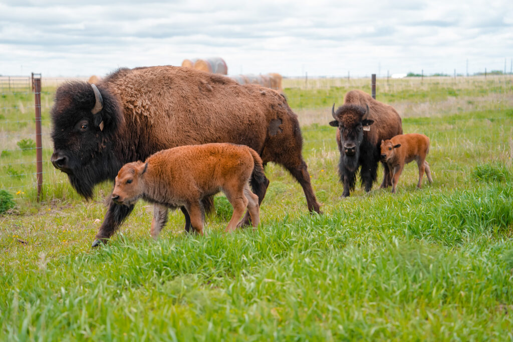 Bison herd at Wanuskewin Heritage Park in Saskatoon, Saskatchewan